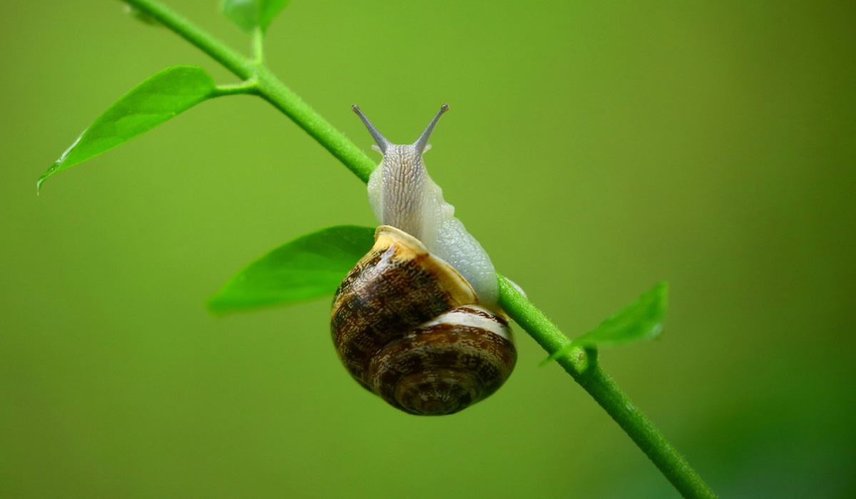 Slow Food: a sustainable and healthy revolution!